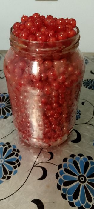 Продам , красную смородину и жимолость.
