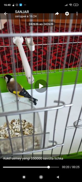 Kokil semey sotila yengi qush 350000