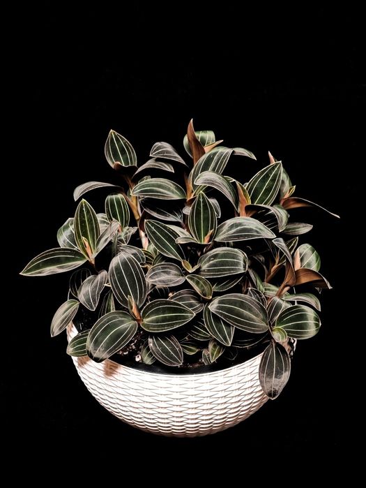 Лудизия, драгоценная орхидея. Укорененные черенки