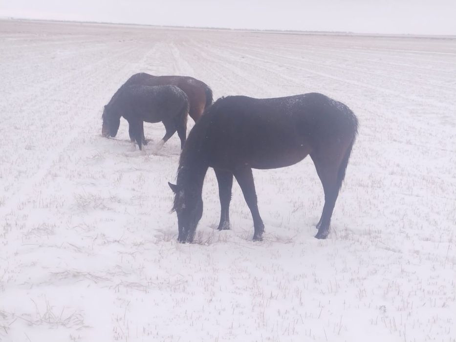 Лошади для развода