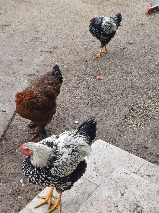 Vând cocoși wyadotte și brahma