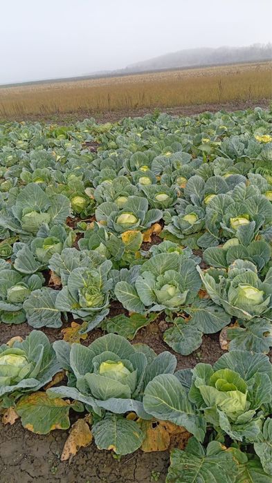 Vând varză . Direct producator