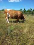 Vaca bălțată românească
