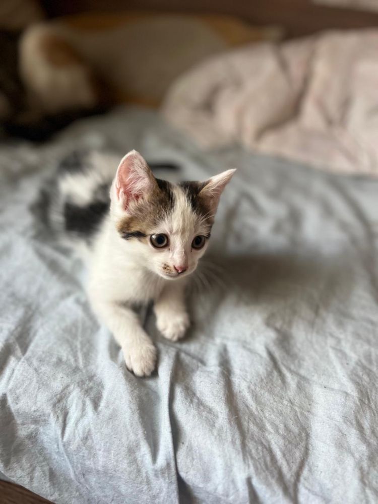 Дарю котенка, девочка