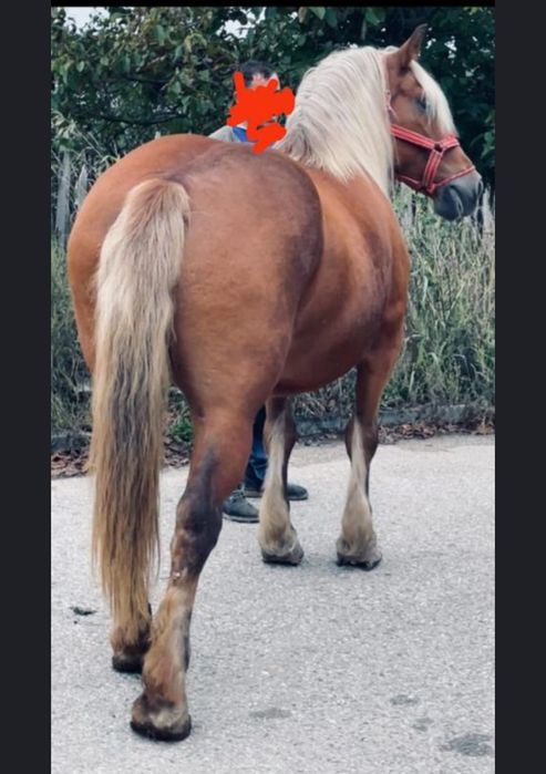 Vând sau schimb iapa