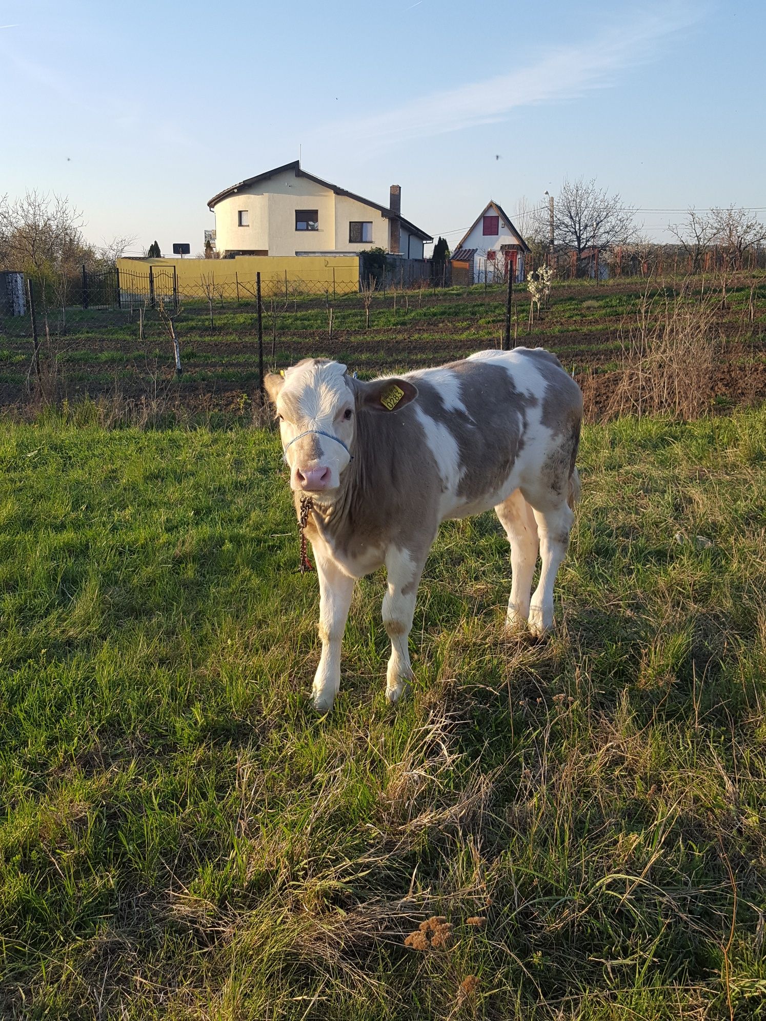 Vand vaca balțata buna de lapte de 7 ani cu vițea