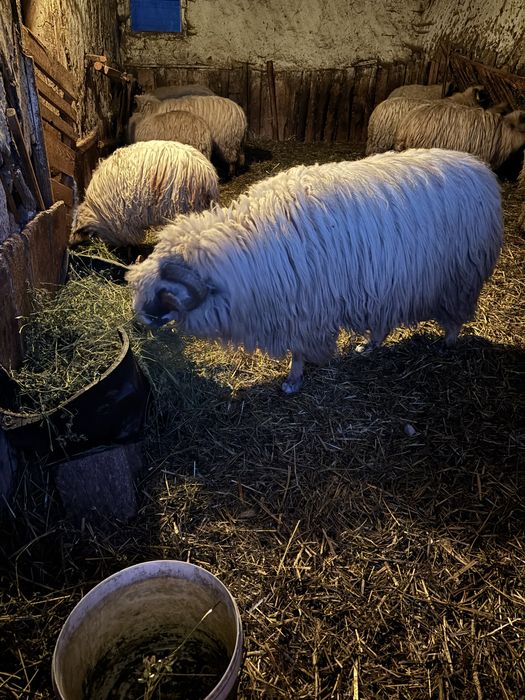 Berbec breaz de talie mare