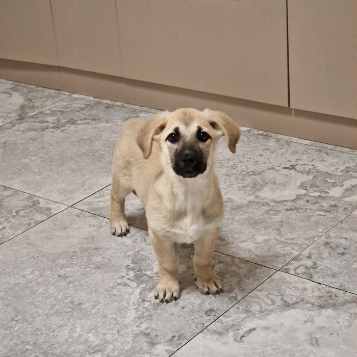 Щенок из приюта Хвостатый Рай