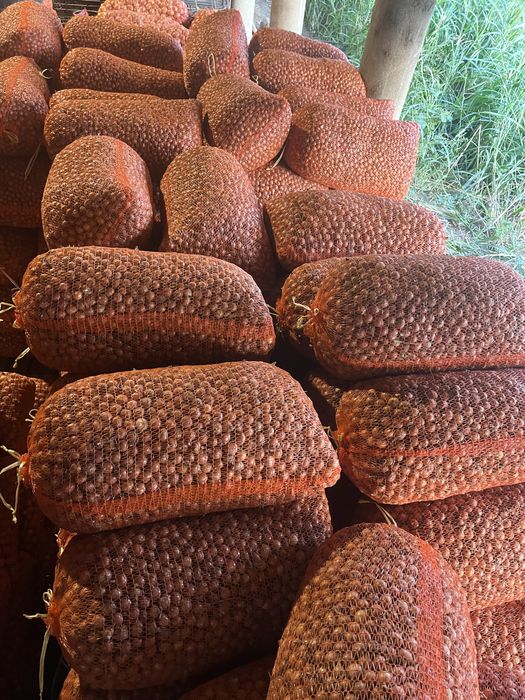 Vand Arpagic Romanesc