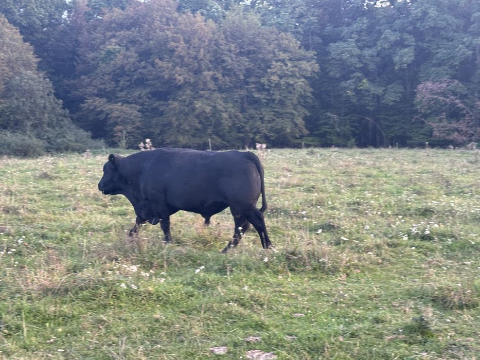 Taur angus cu origine