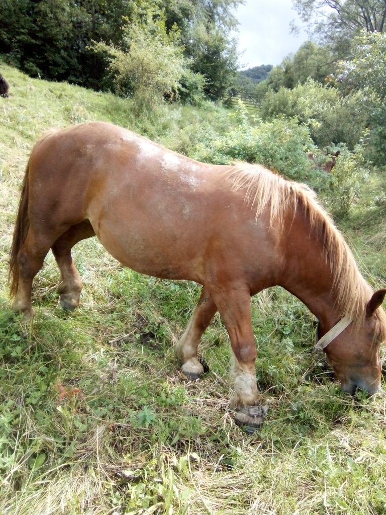 Vând iapă de 3 ani