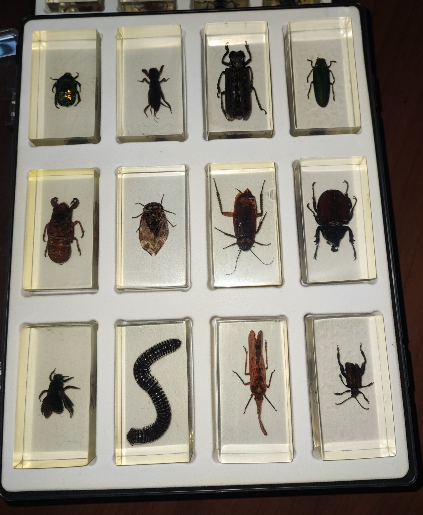 Colecție insecte DeAgostini