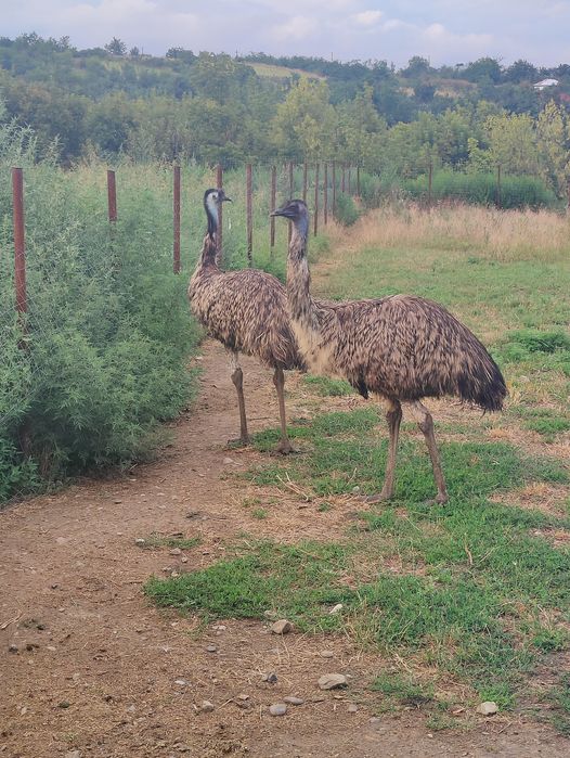 Vand Struți Emu.