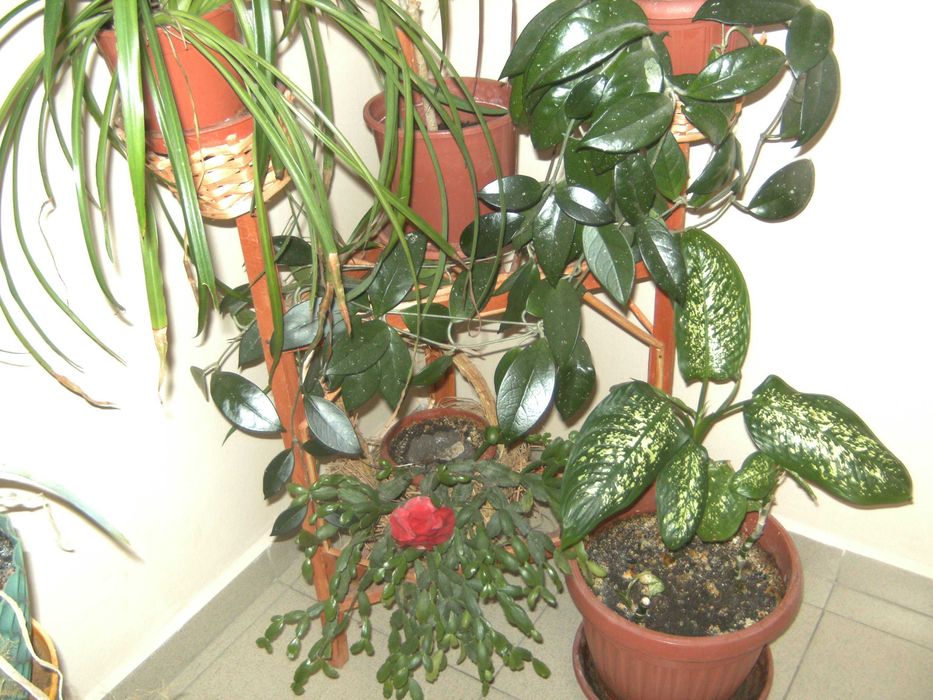 фотоапара TRAVELER DC-7900