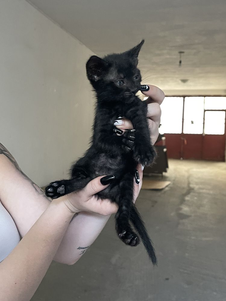 Puiuti de pisica - adoptie (7 saptamani)
