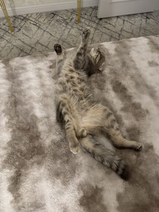 Отдается породистый кот в хорошие руки