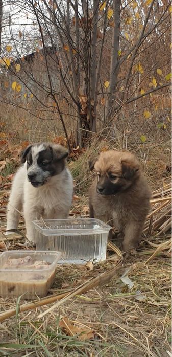 Пристраиваются щенки 4 мальчика и 1 девочка