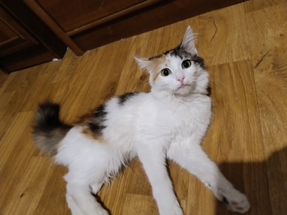 Отдам котенка девочку