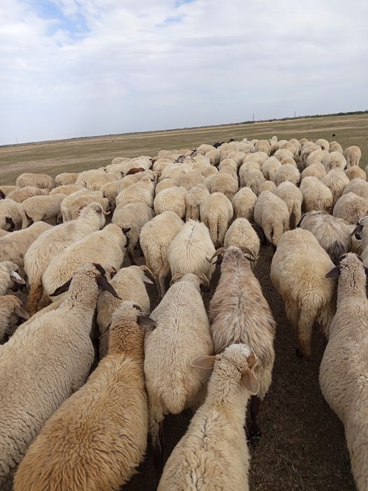 Vând oi țurcane și bircii