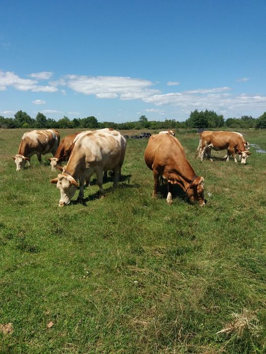 Vând vaci Bălțată Românească