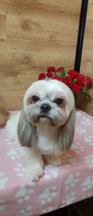 Salon Canin si Felin Timisoara