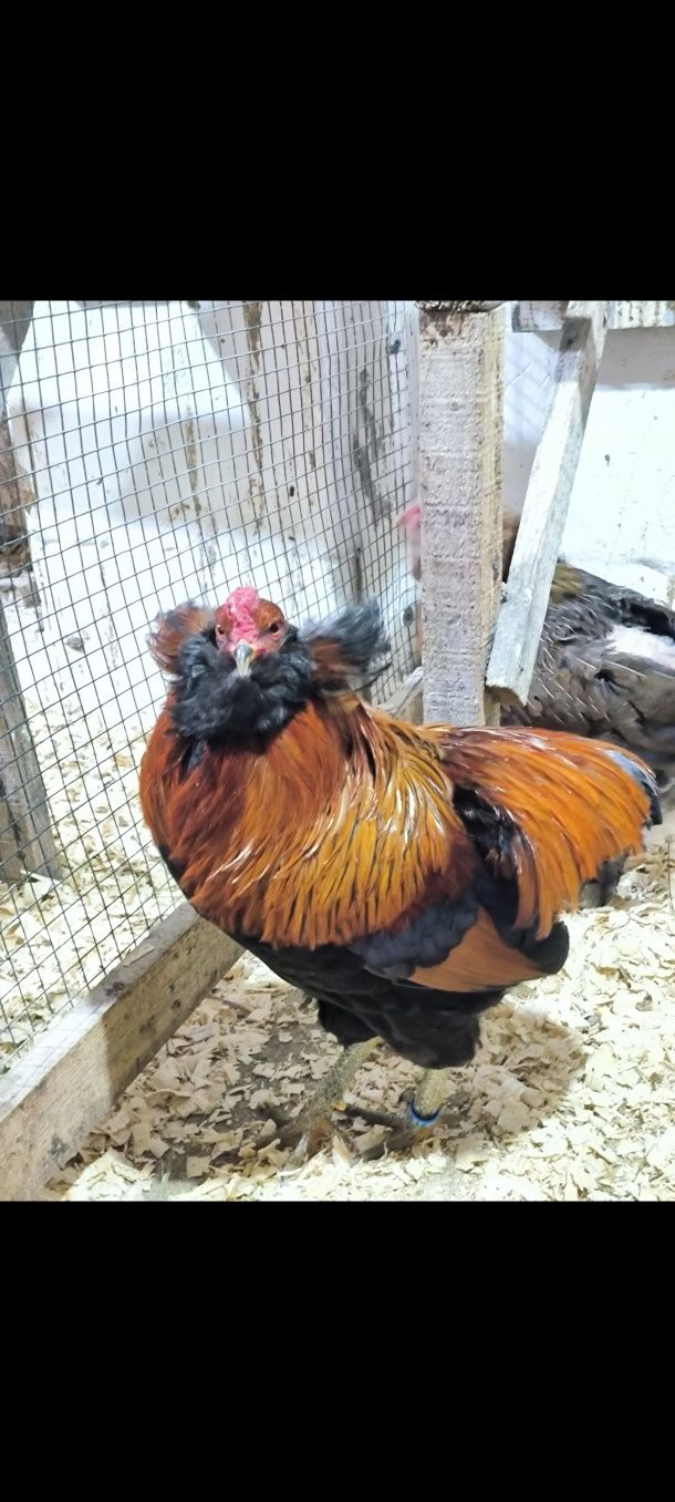 Familie araucana 2024