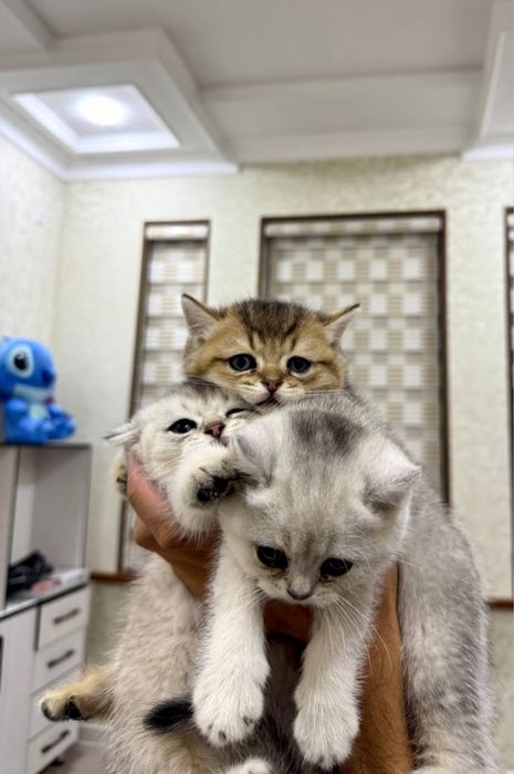 Mushukchala Scottish fold Scottish straight