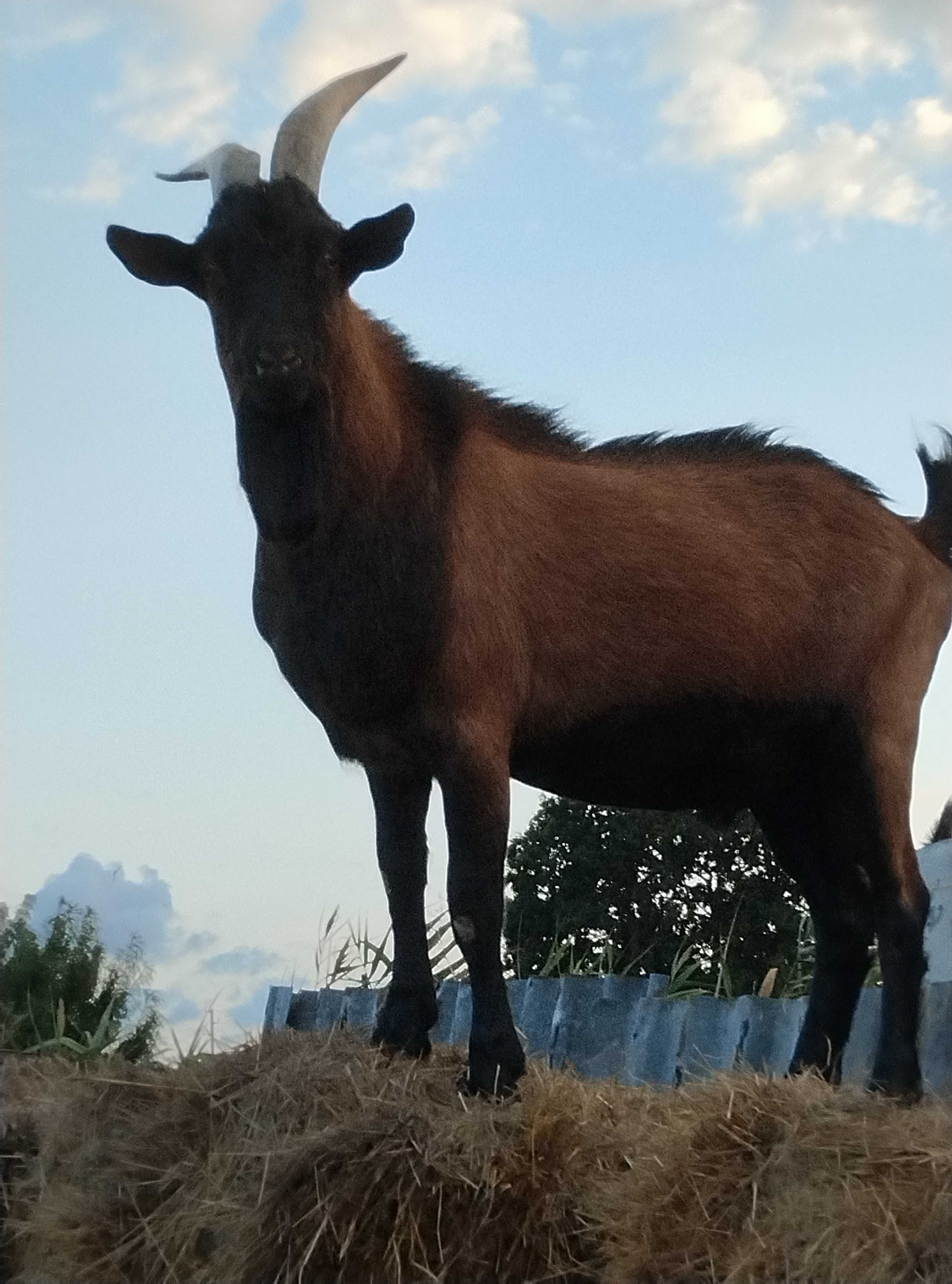 Пръч френски алпин