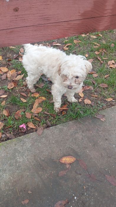 Bichon fetita de vanzare