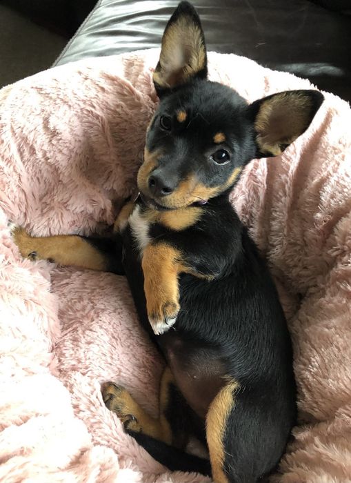 Продаются щенки Пинчера!