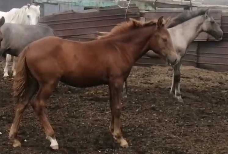 Кобылы разные 10 шт