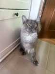 Pisica de rasa Maine coon mascul