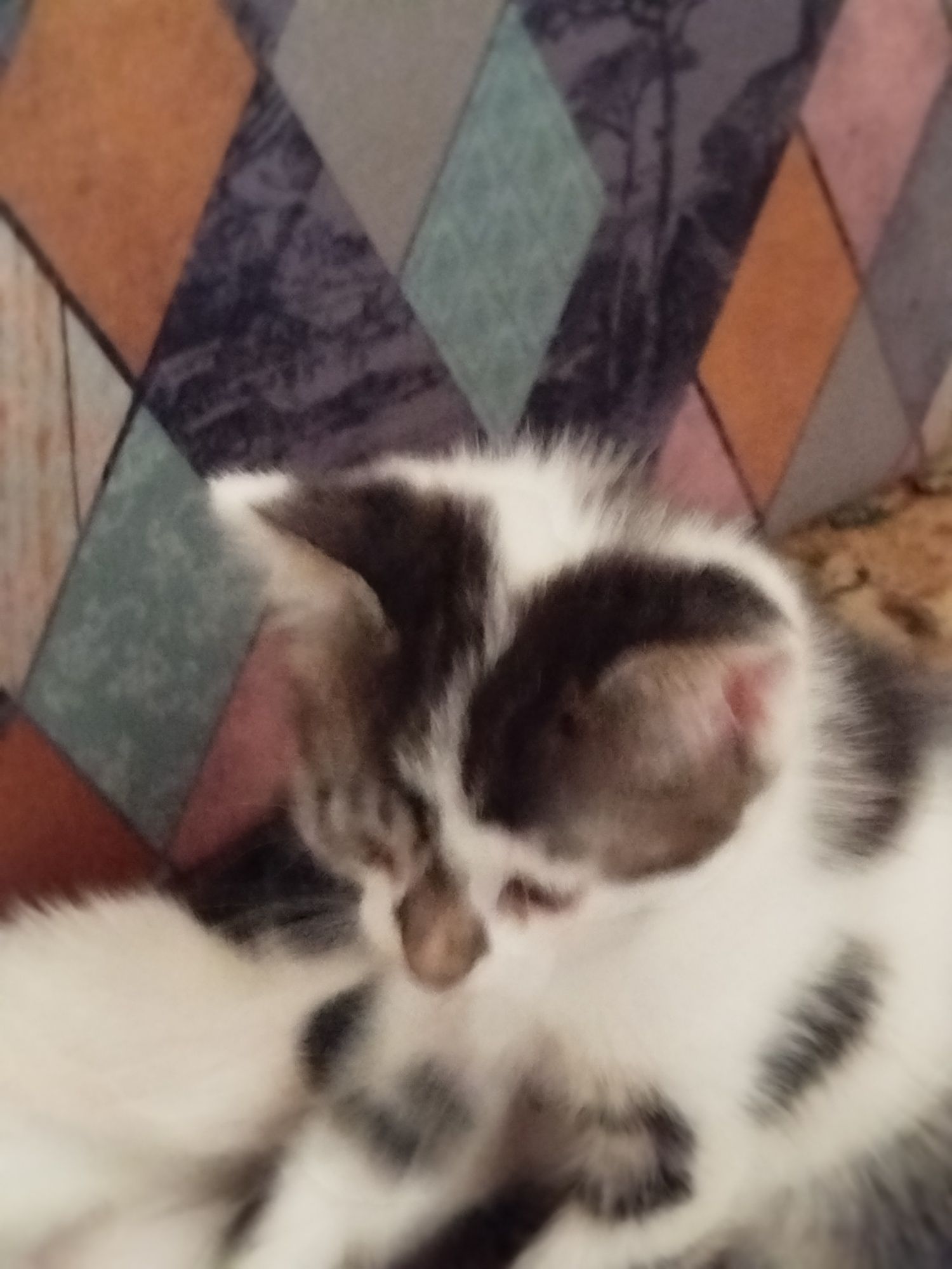 Котята в добрые заботливые руки