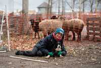 Пастьба овец с собаками