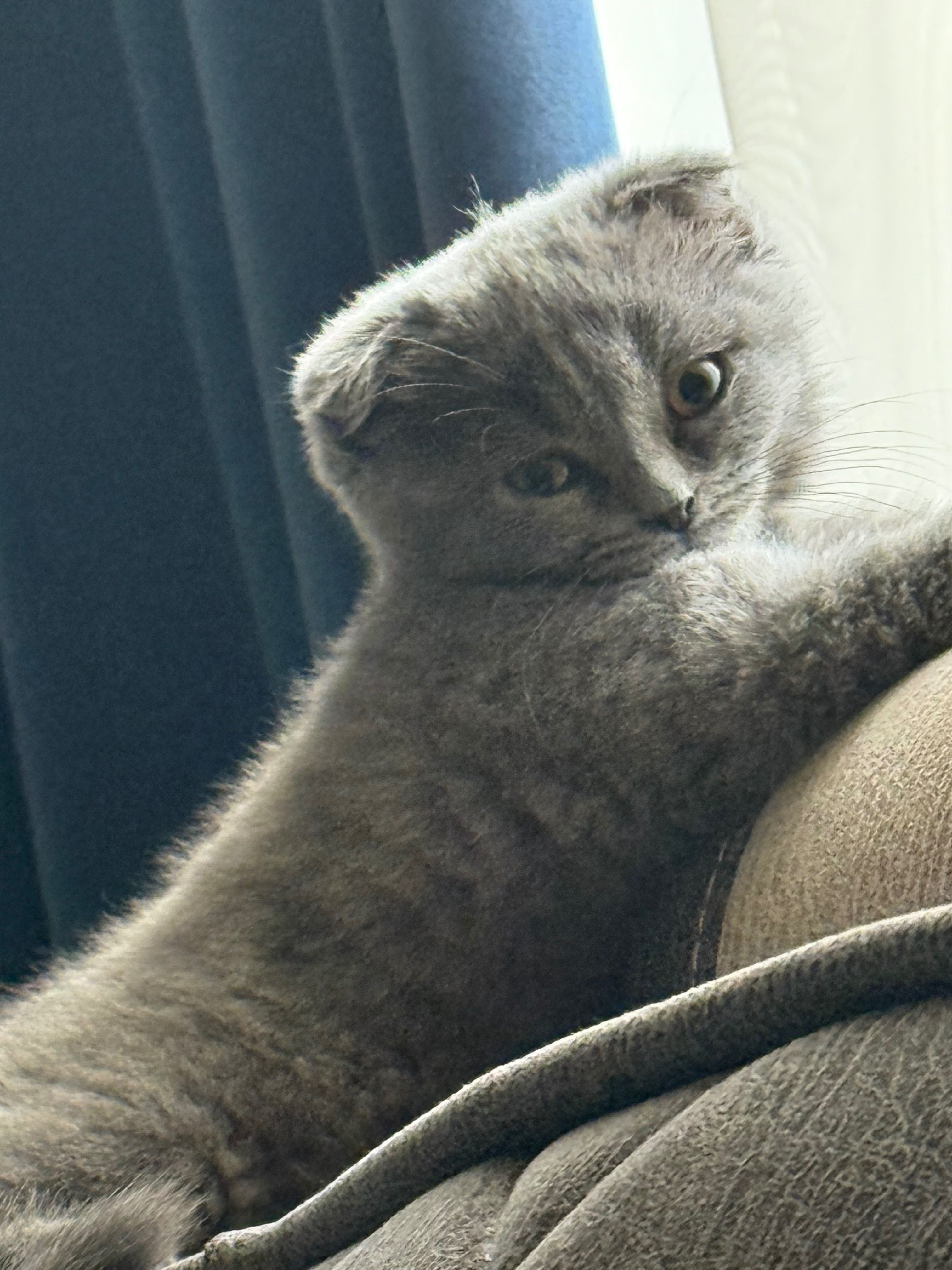 Scottish Fold Cat Pishakcha Mushukcha