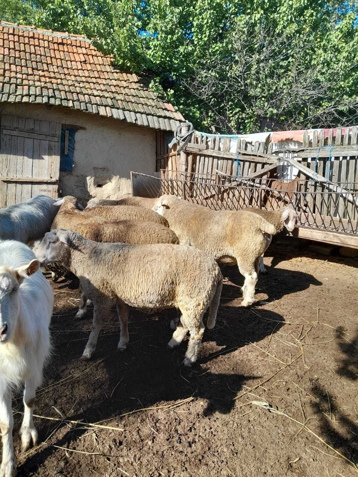 berbecuti carlani