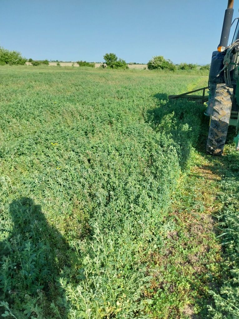 Baloti mega lucerna de vanzare 150/125