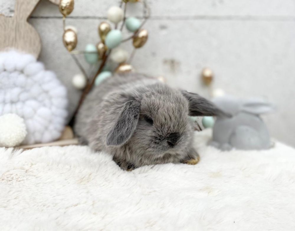 Iepuri pitici de companie berbec pitic/mini lop/holland lop