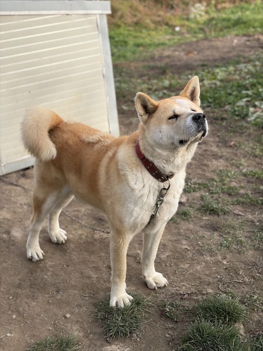 Akita Inu Japonez