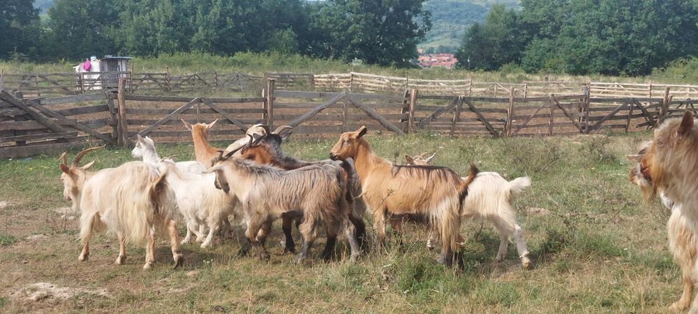 Vând 12 capre 4 capre cu lapte 3 iedițe si 4 țapi