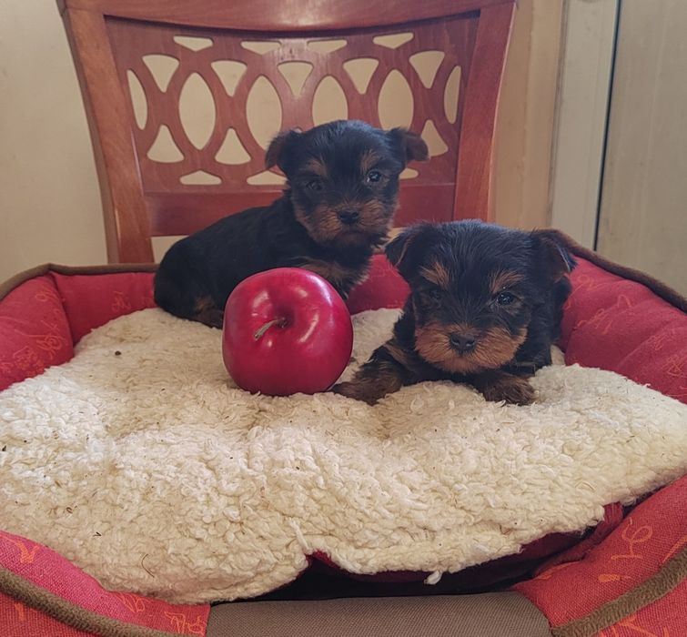 Йорки мини, йоркширски териер