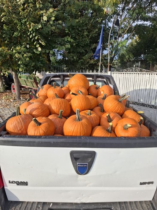 Dovleac halloween