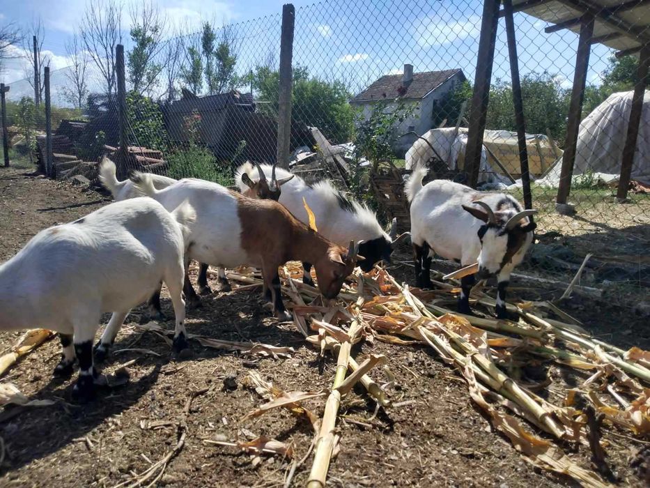 Холандски мини козички