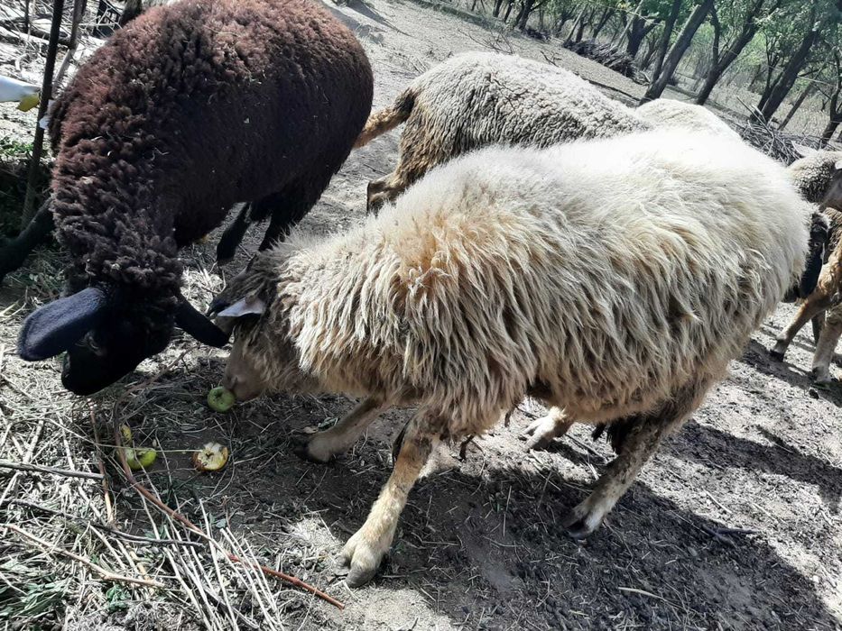 Oi, miei și berbeci de rasa carabas, ingrijite si santaose
