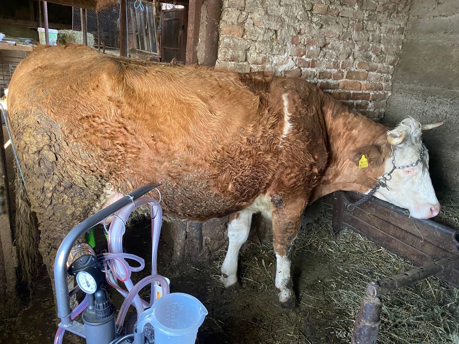 Vând 3 vaci și 2 vitele
