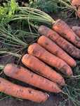 Продам крупную морковь