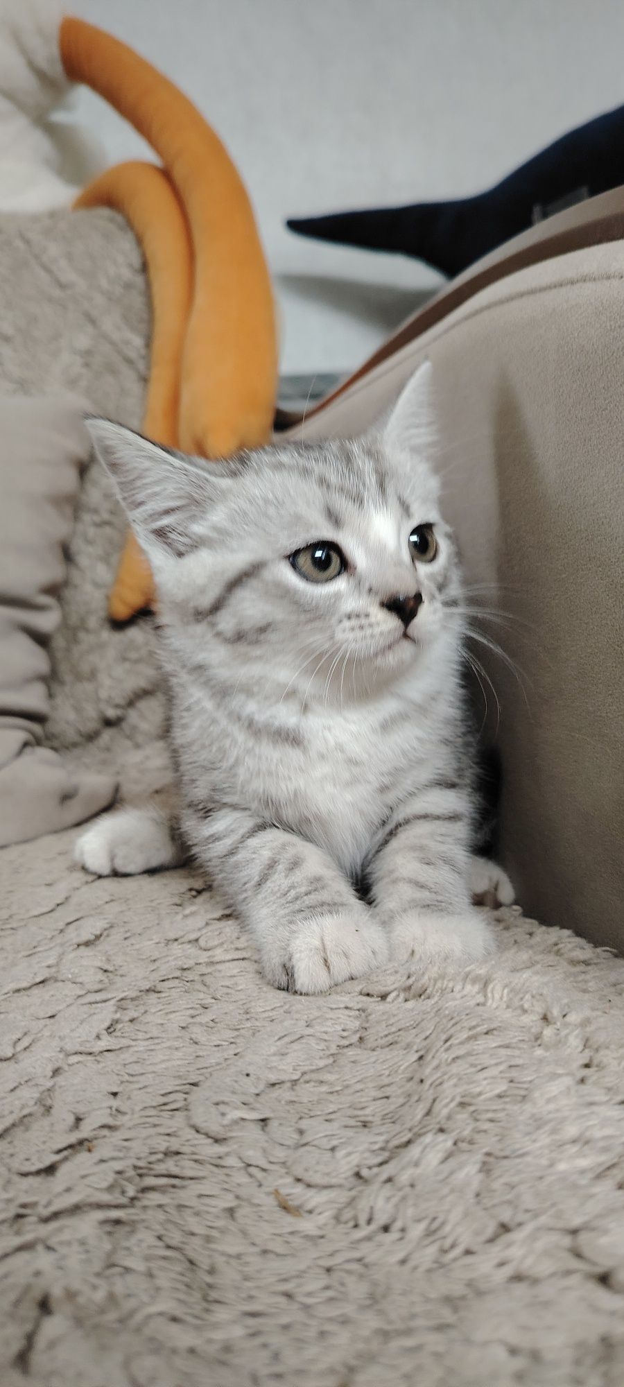Котенок ищет дом