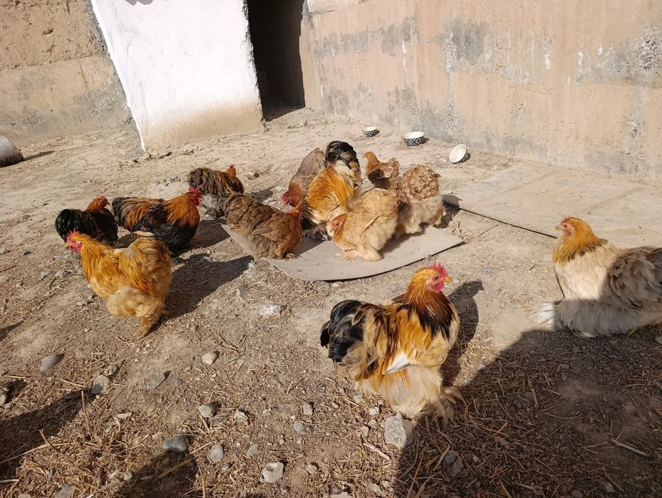 Xo'roz lar sotiladi. Kox karlik