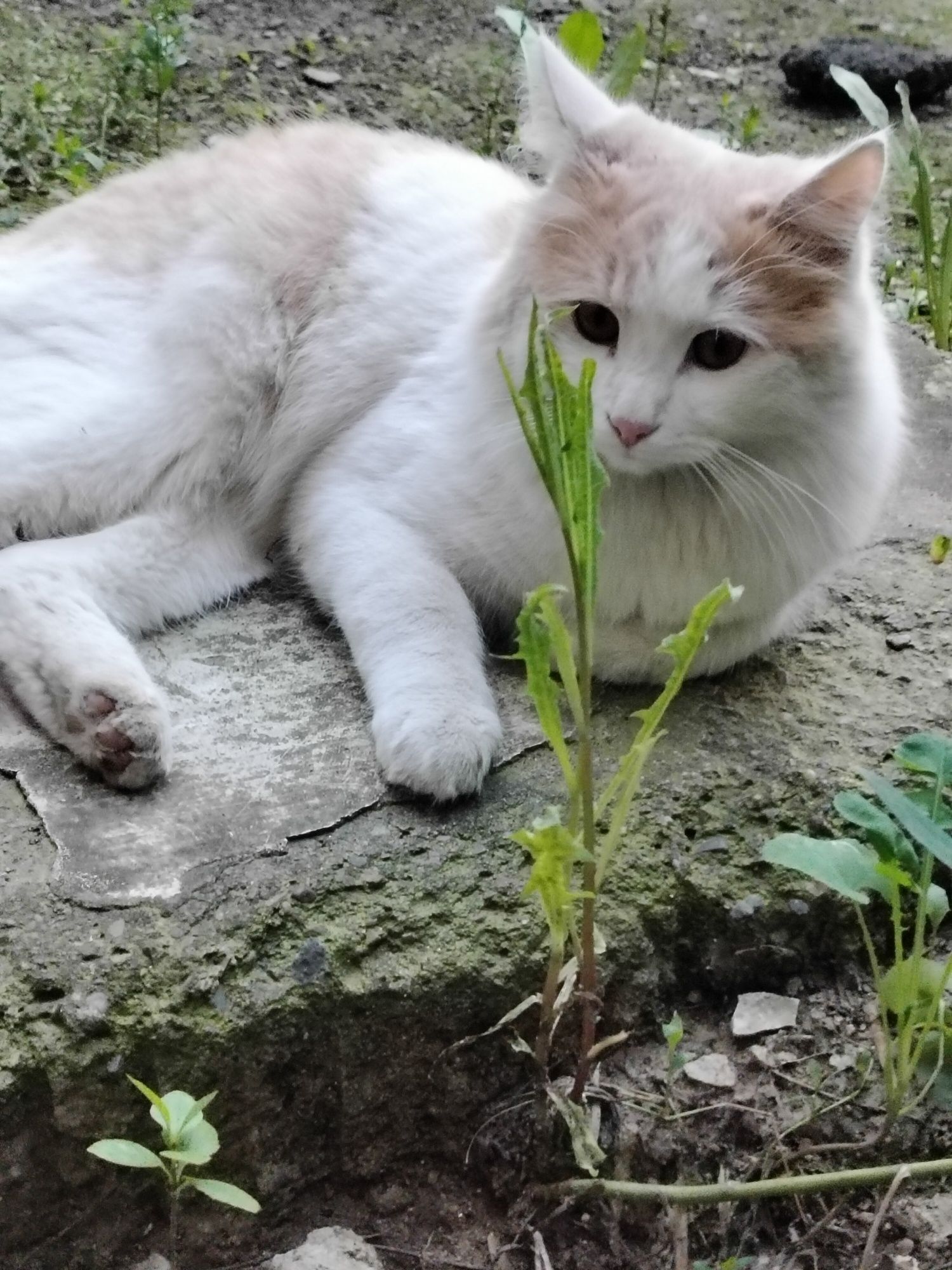 Котик ищет семью!