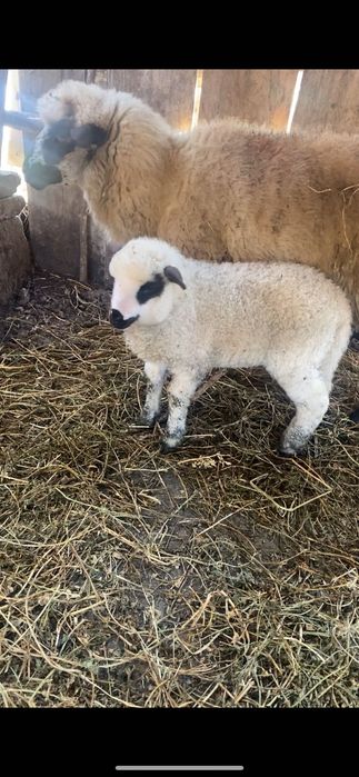 De vânzare oaie cu miel județul Alba